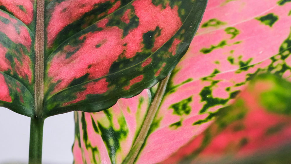 Aglaonema mit pink-grünen Blättern