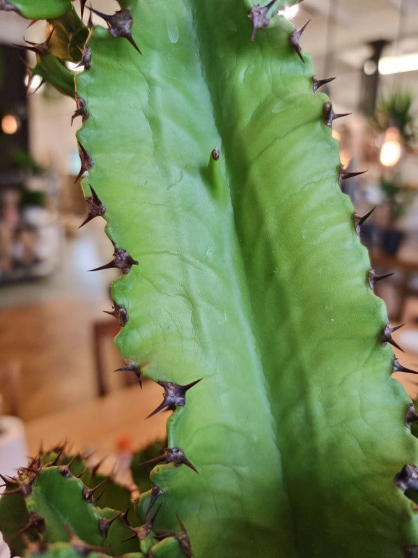 Schrumpelige Haut eines grossen Kaktus