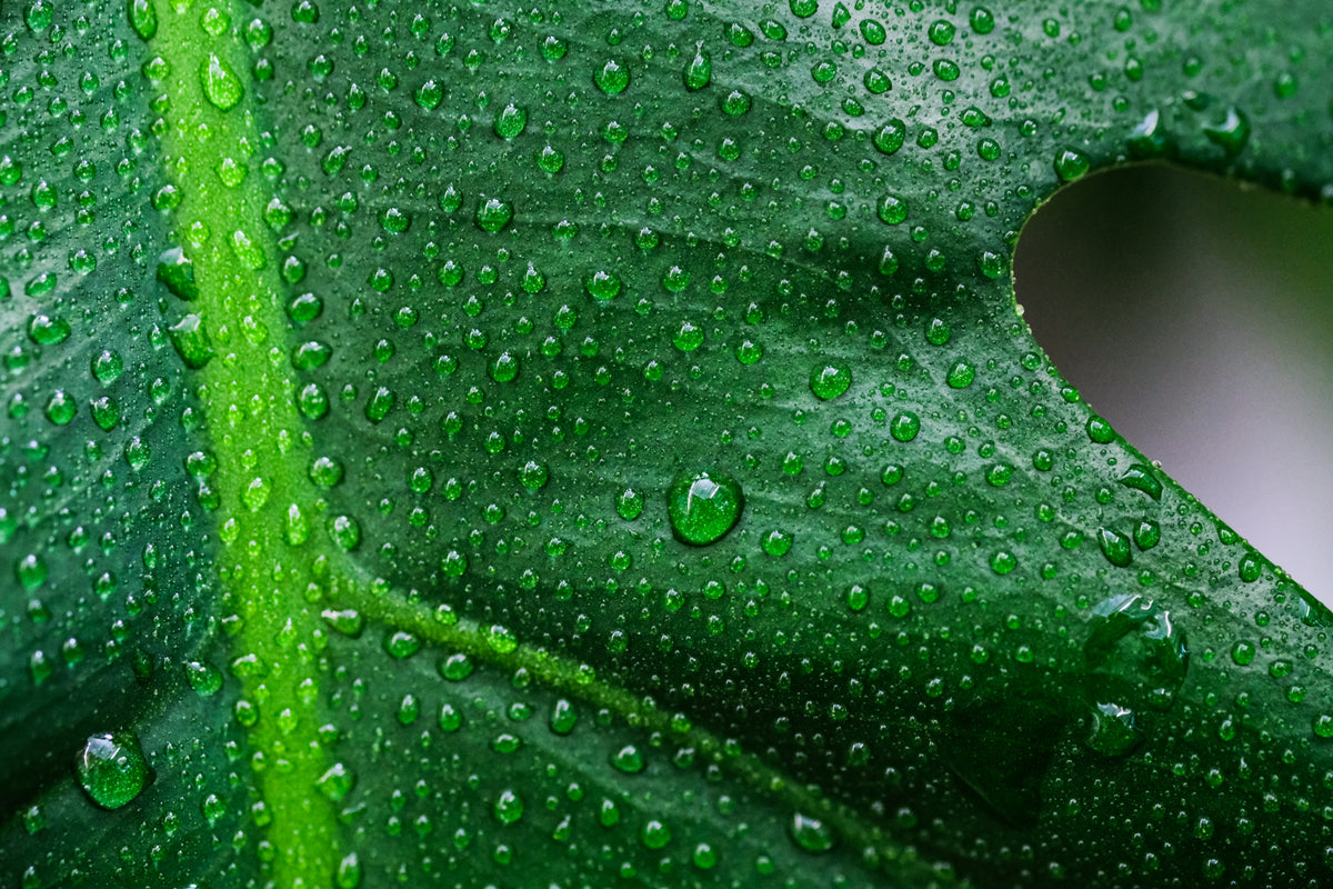Wassertropfen auf grünen Pflanzenteilen