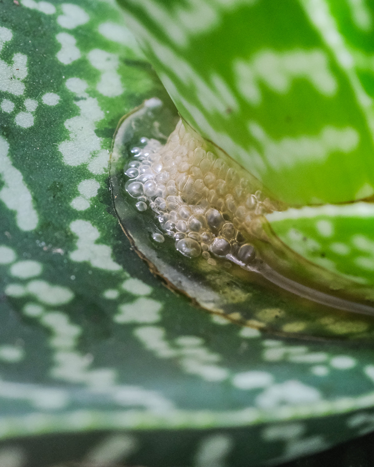 Nahaufnahme von weissem, blubbrigem Sekret bei Fäulnis der Aloe tiki zilla