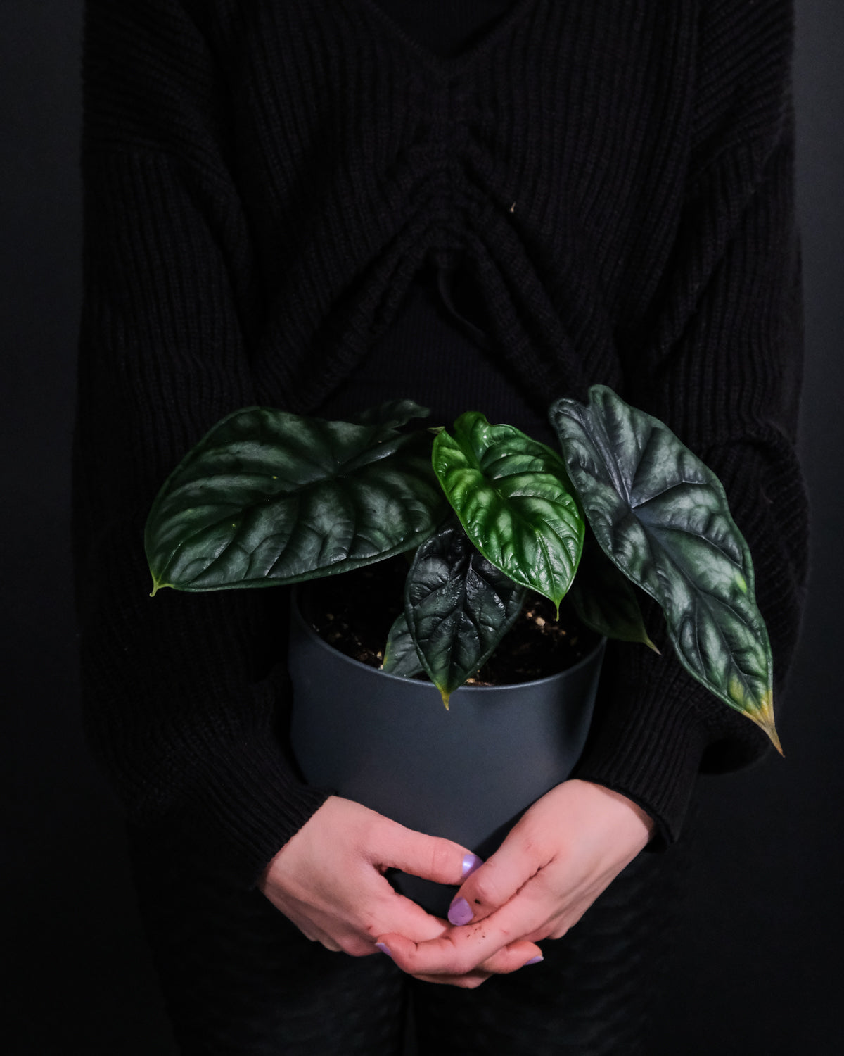 Grosse Alocasia Dragon Scale