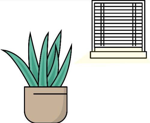 Pflanze in wenig Licht, vor einem Fenster mit halb geschlossenen Storen