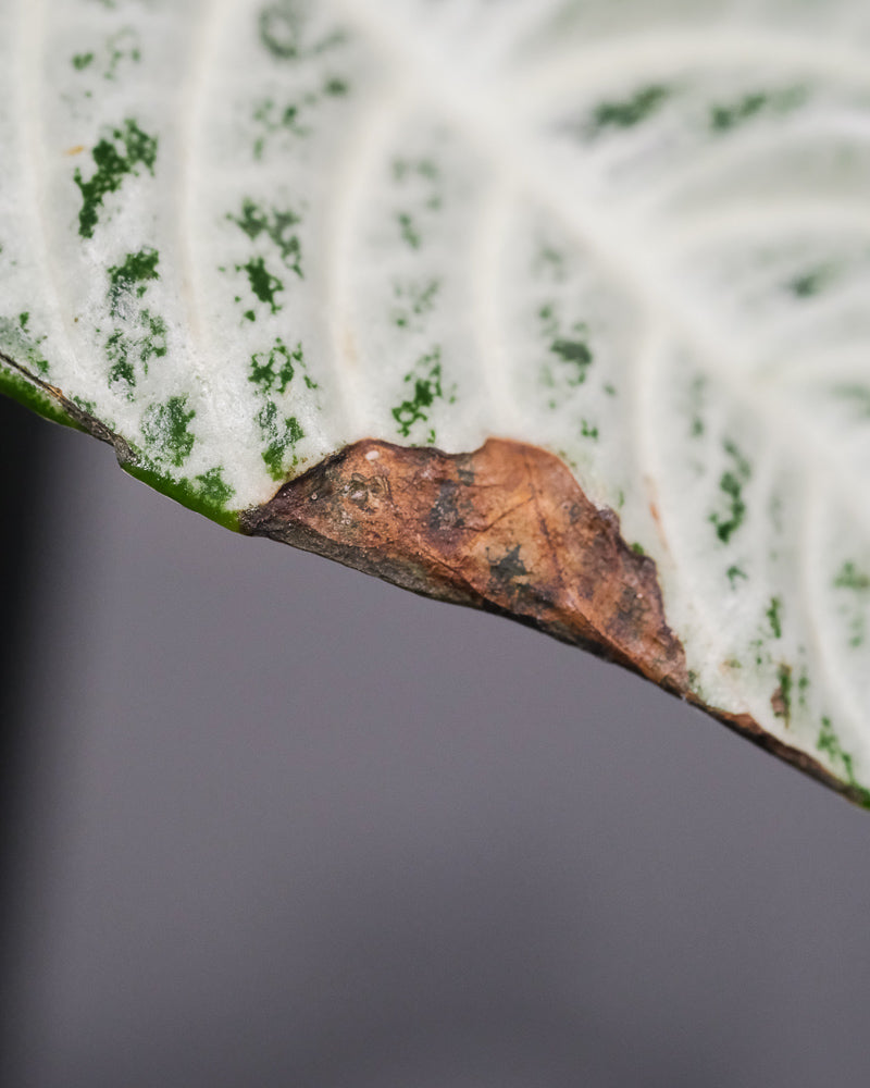 Schwarz-braune Flecken auf der Zebrapflanze