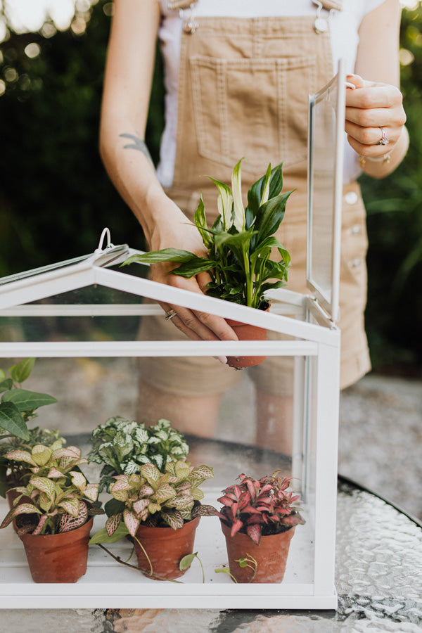 Frau in brauner kurzer Latzhose stellt eine kleine Pflanze zu weiteren Pflanzen ins Terrarium, indem sie eine Dachschräge des Glashauses öffnet