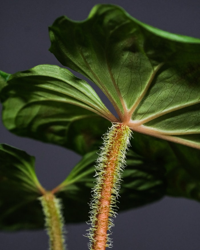 Haariger Blattstängel des Philodendron verrucosum und die tiefgrüne Unterseite eines Blatts