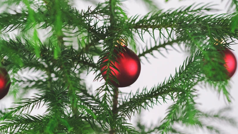 Weihnachtsbaum im Topf mit kleinen roten Christbaumkugeln