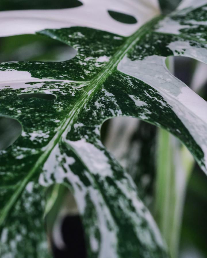 Grossflächige weisse Musterung auf dem geschlitzten Blatt der Grossen Monstera deliciosa variegata