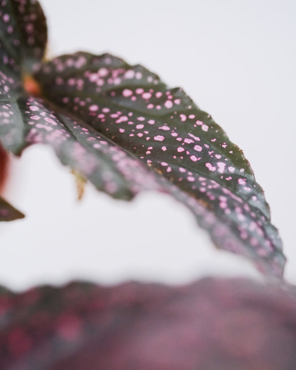 Begonia polka dot ‘Pink’ mit pinken Punkten auf dunkelgrünen Blättern