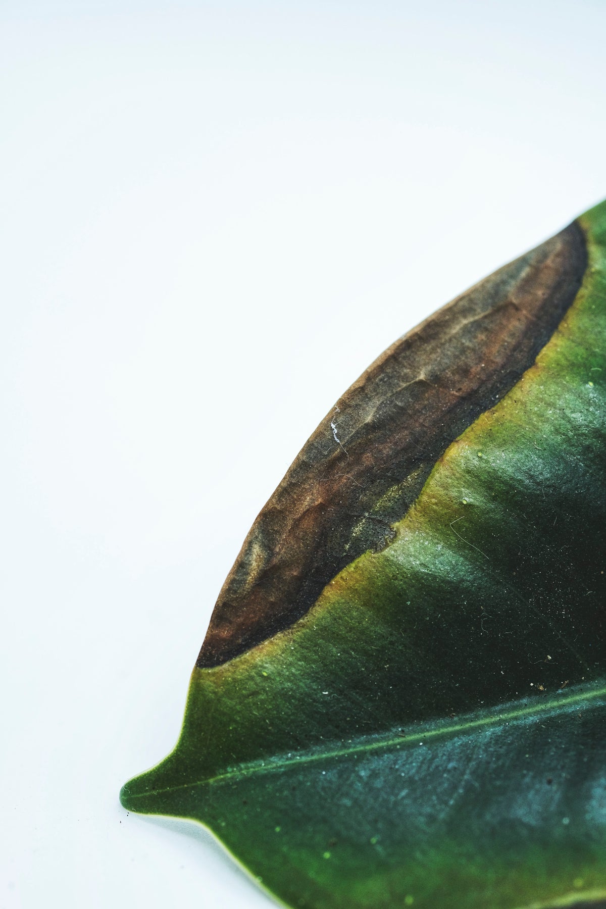 Grosser brauner Fleck auf einem Gummibaum-Blatt