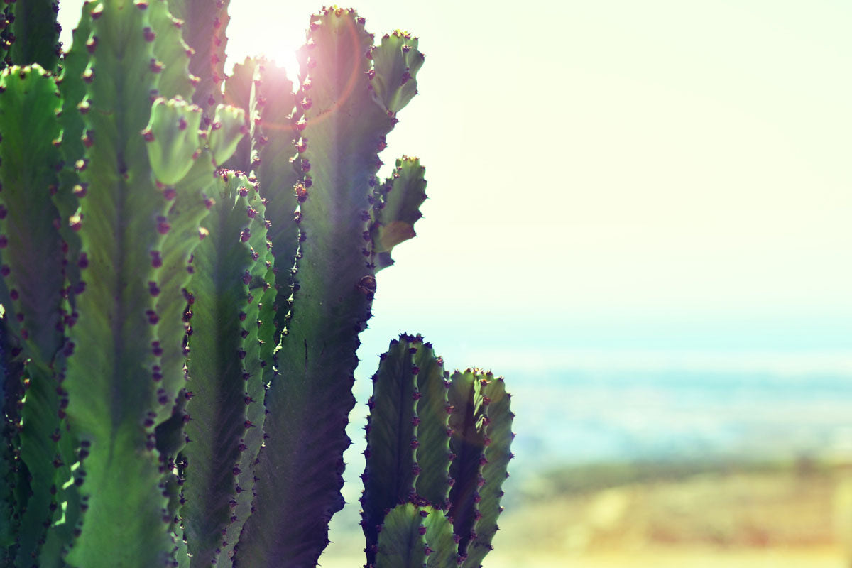 Vielarmiger, grosser Kaktus, in der Wüste stehend und von der Sonne beschienen