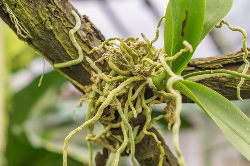 Eine Orchidee mit grünen Blättern und noch mehr grünen Wurzeln wächst als Aufsitzerpflanze (Epiphyt) auf einem Ast in freier Natur