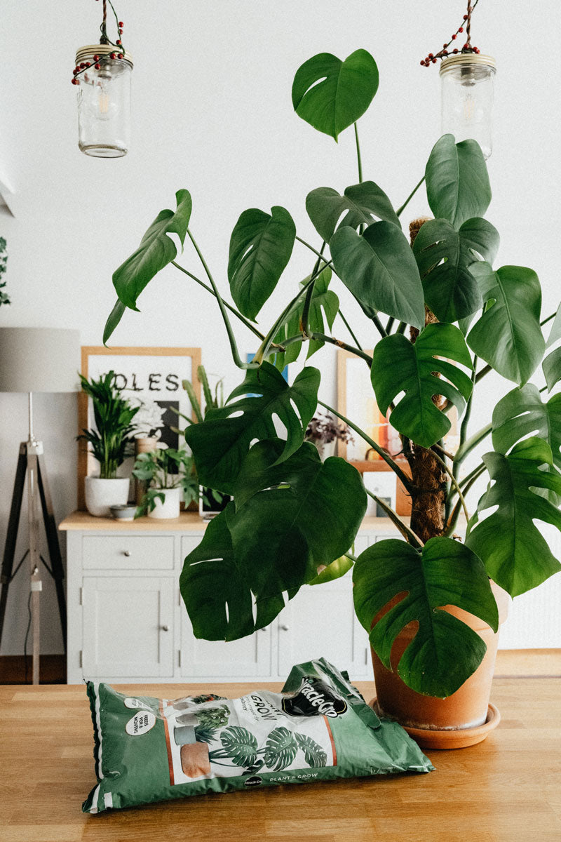 Grosse, vielblättrige Monstera in Tontopf auf einem Holztisch, in einem hellen Raum, im Hintergrund eine weisse Kommode mit weiteren Pflanzen