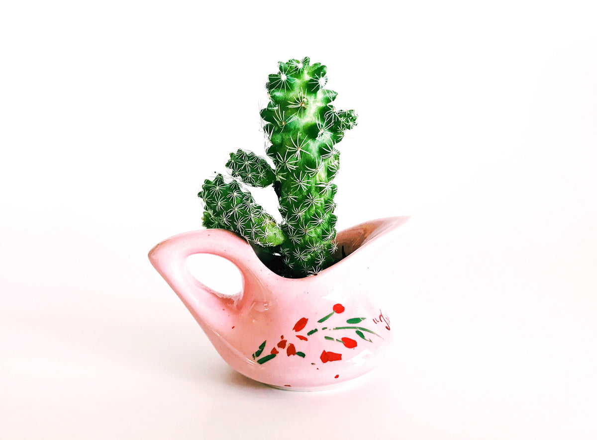 Kleiner Kaktus in pinker Tasse