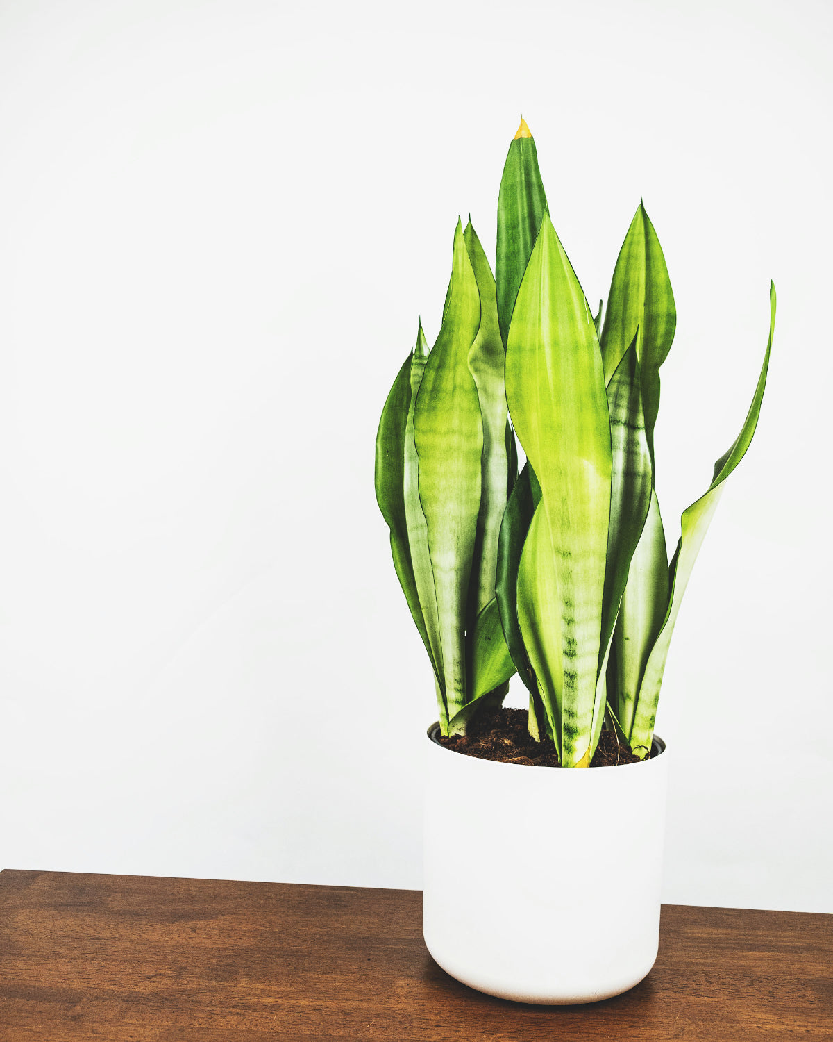 Grosse Sansevieria Moonshine in weissem Topf