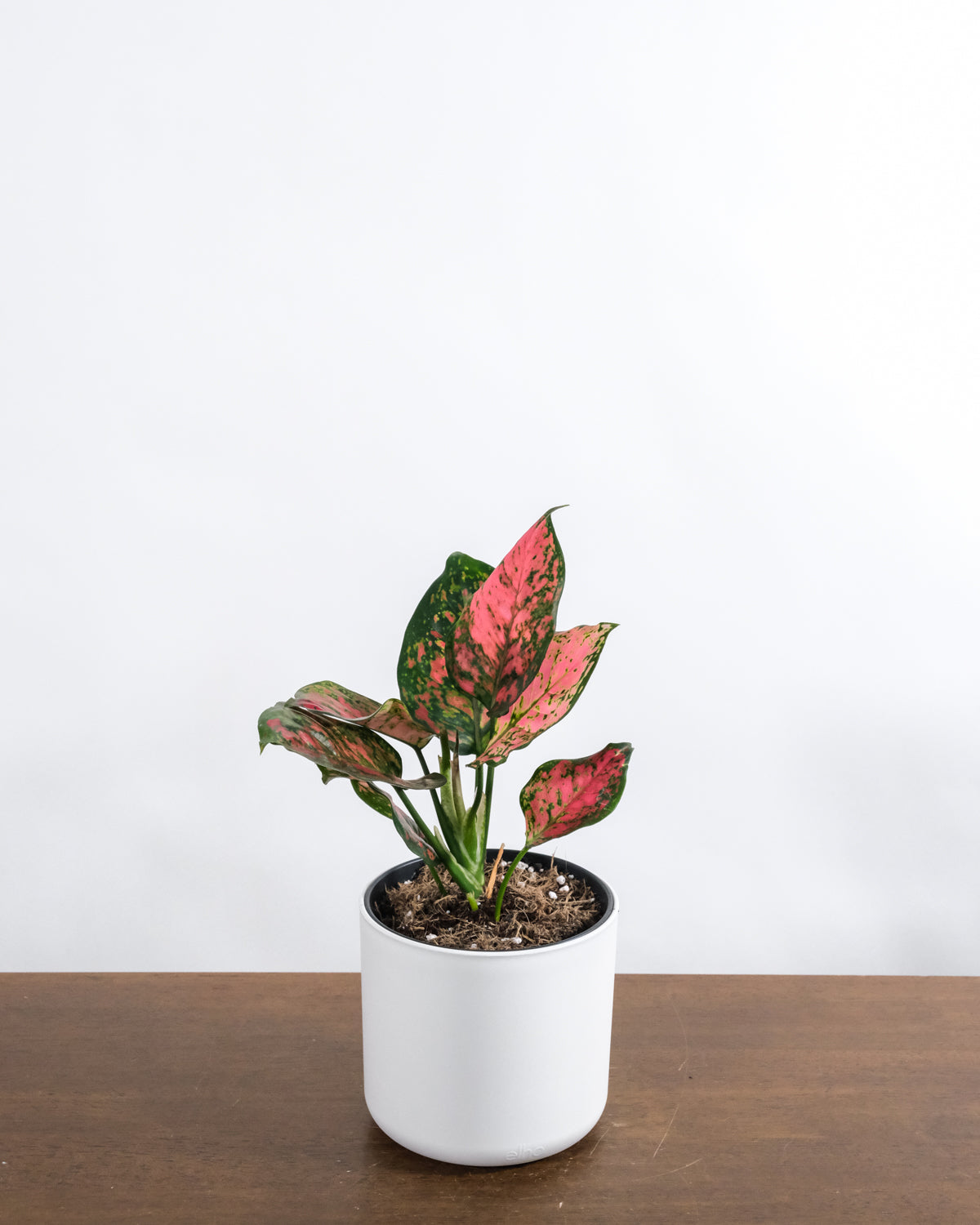 Aglaonema Spotted Star in weissem Topf