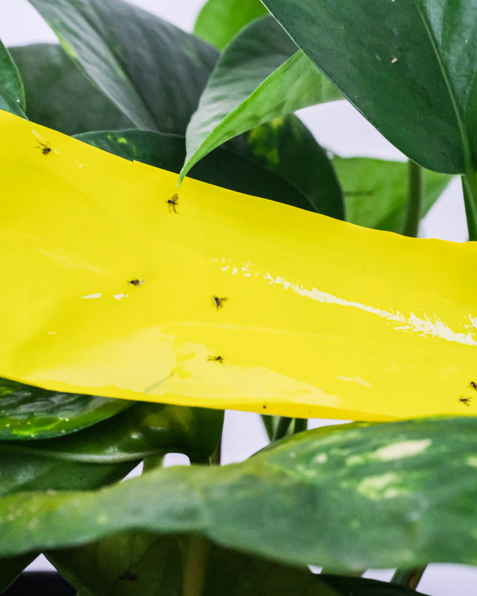 Trauermücken kleben an einer Gelbfalle in den Blättern einer Efeutute