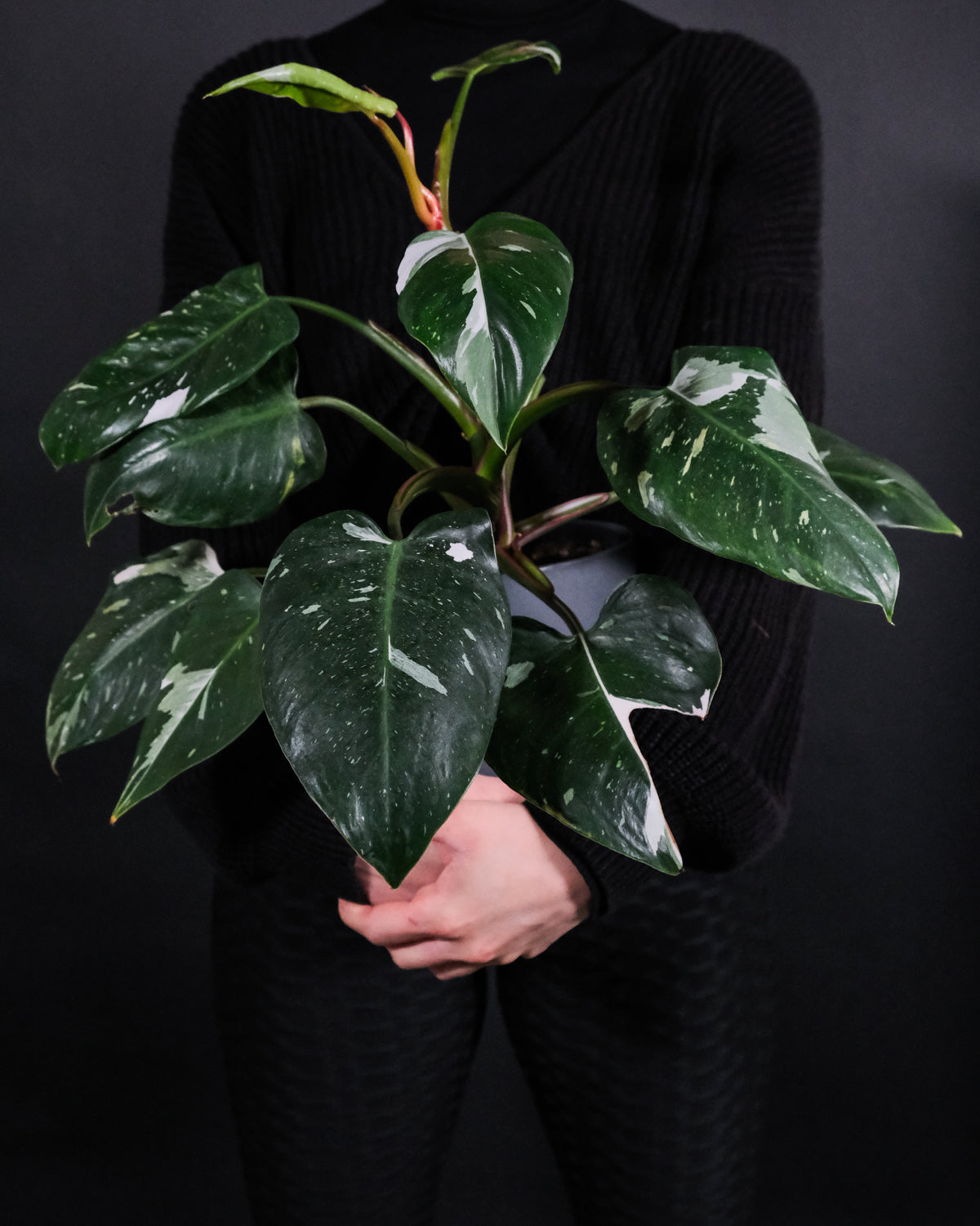 Philodendron White Princess in den Armen einer dunkel gekleideten Frau