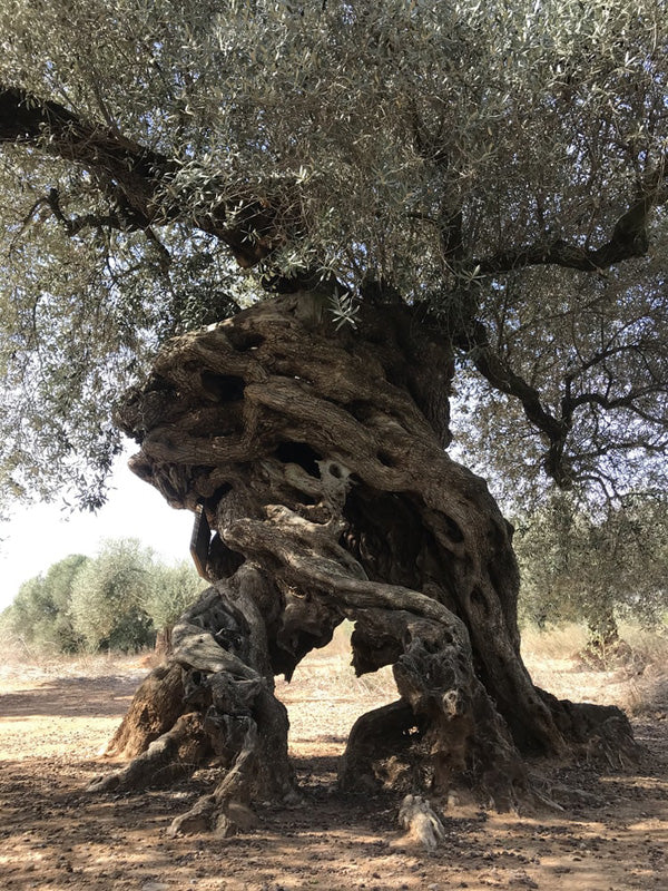 Alter Olivenbaum mit knorrigem Stamm