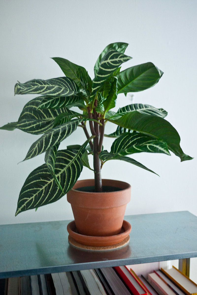 Aphelandra squarrosa mit dunkelgrünen Blättern und hellen Blattadern, auf einem Bücherregal stehend