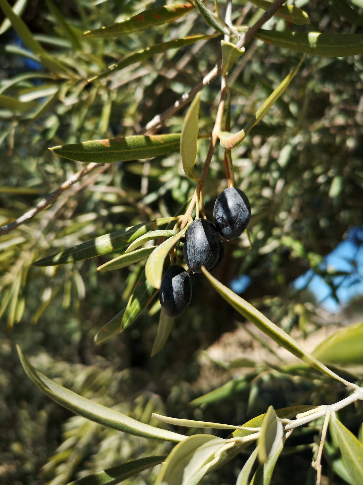 Schwarze Oliven an einem grossen Olivenbaum in freier Natur