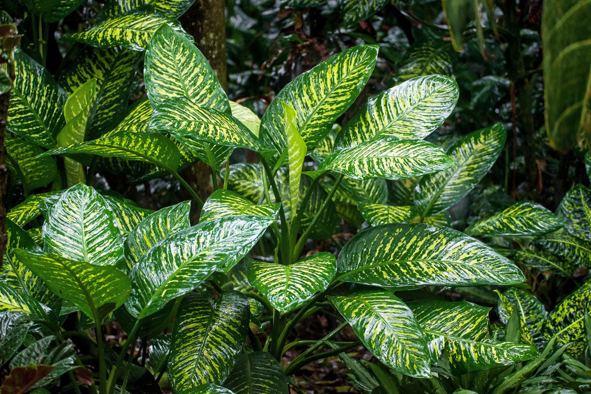 Aglaonema commutatum ‚Stripes‘