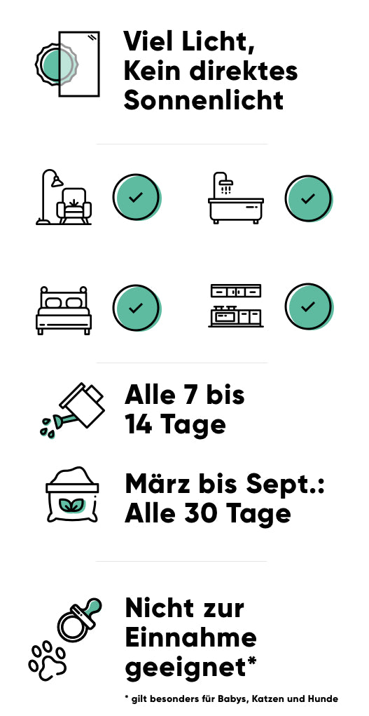 Pflege der Monstera: hell ohne direkte Sonne, alle 7-14 Tage giessen, im Frühling und Sommer alle 30 Tage düngen