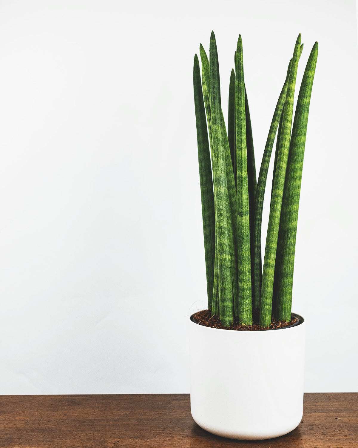 Sansevieria Straight in weissem Topf