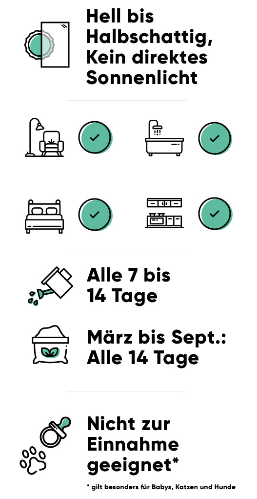 Pflege der Efeutute: heller bis halbschattiger Standort, alle 7-14 Tage giessen, im Frühling und Sommer alle 14 Tage düngen