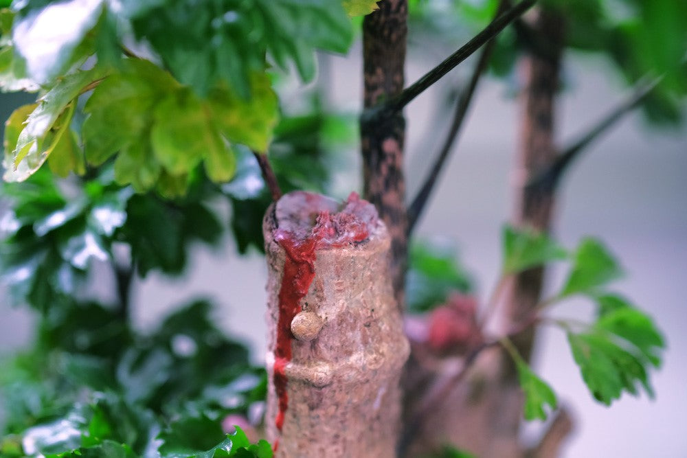 Rotes Baumwachs an einer Schnittstelle am Stamm eines Polyscias 'Roble' Bonsai
