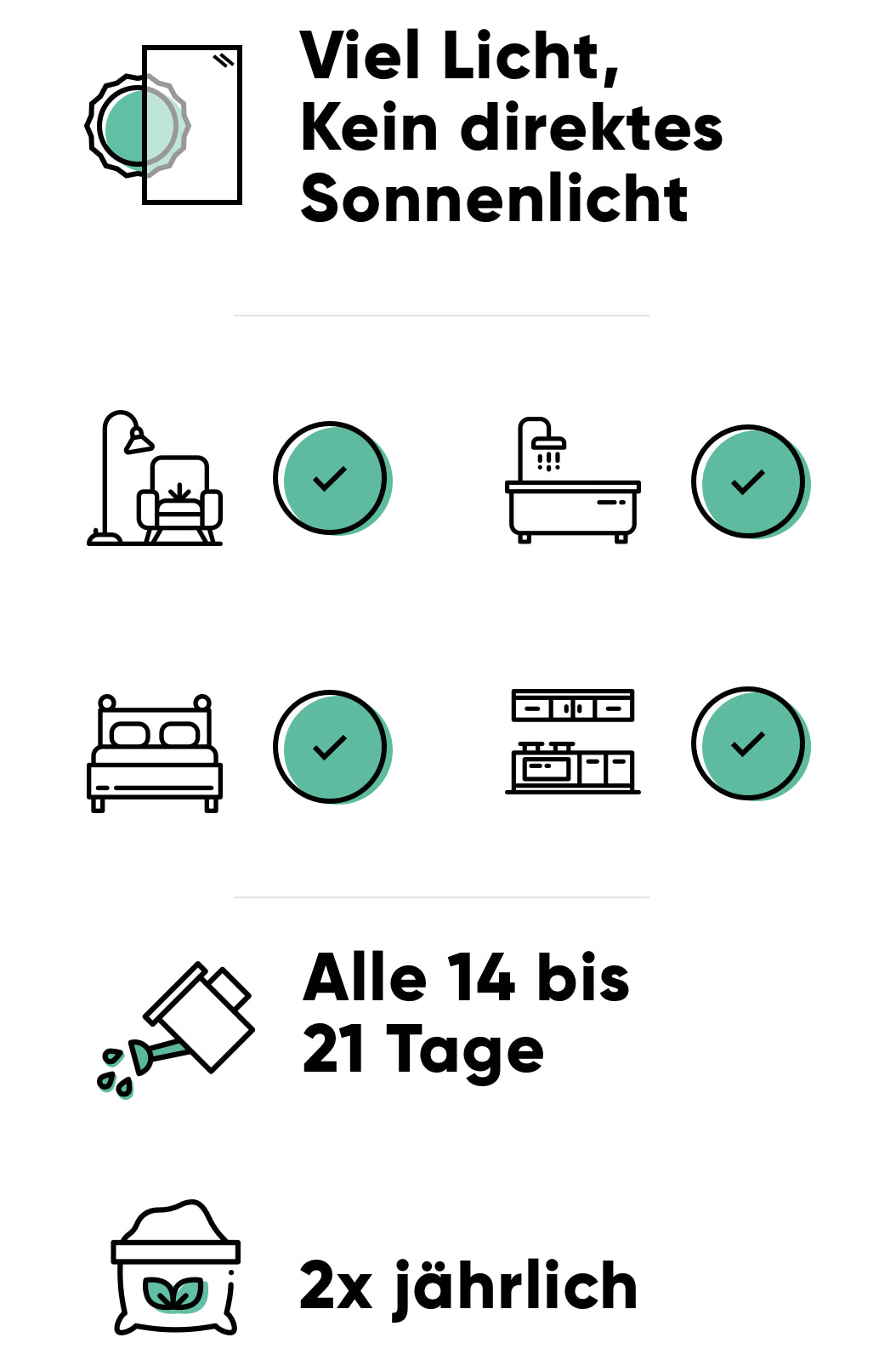 Pflege des Geldbaums: viel Licht, im Frühjahr alle 14-21 Tage giessen, 2x jährlich düngen