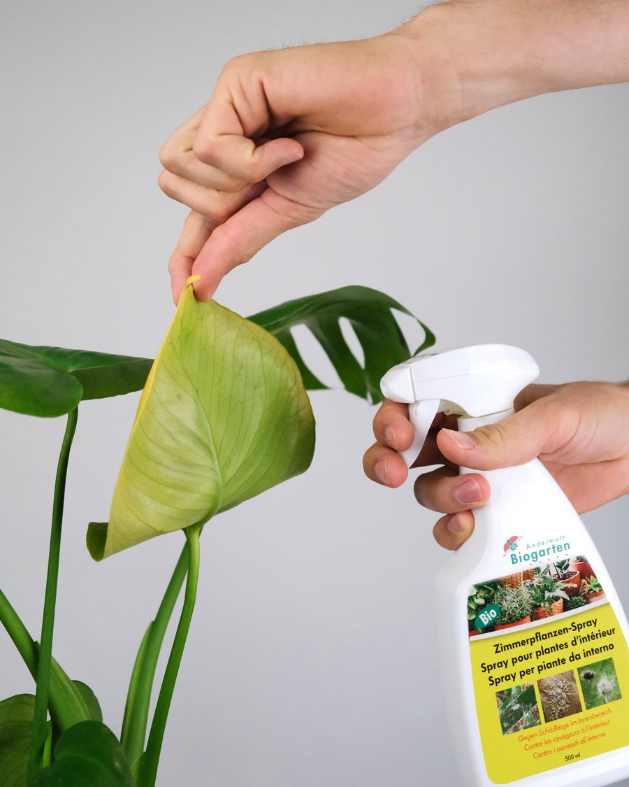 Spray gegen Schädlinge sprüht die Unterseite eines Monstera-Blatts an