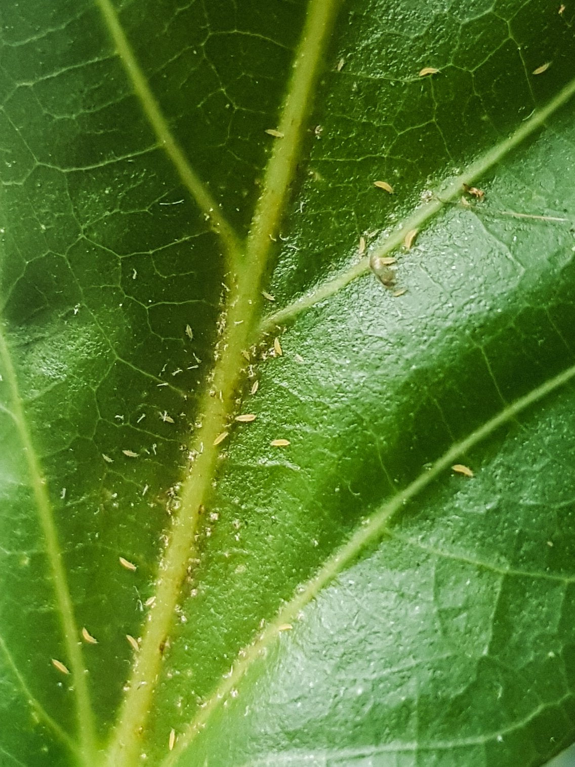 Larven der Thripse als gelbe Würmchen in Nahaufnahme auf einem Blatt