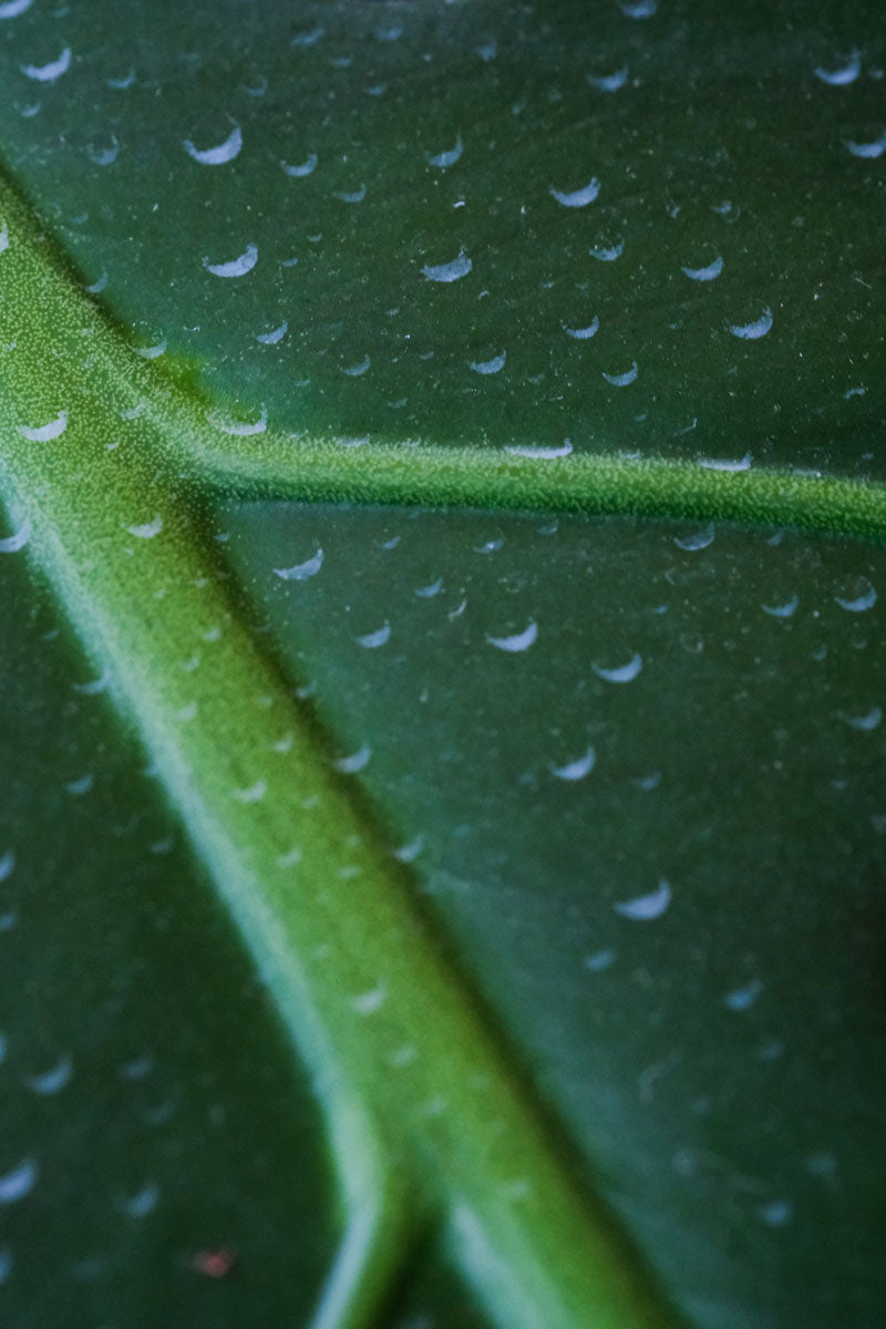 Weisse, kleine, tropfenförmige Kalkflecken auf dem Blatt einer Monstera