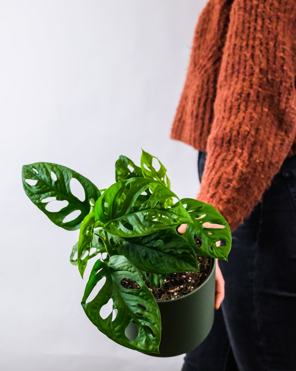 Monstera andansonii mit grünem Übertopf, von einer Frau in rot-orangem Pullover gehalten