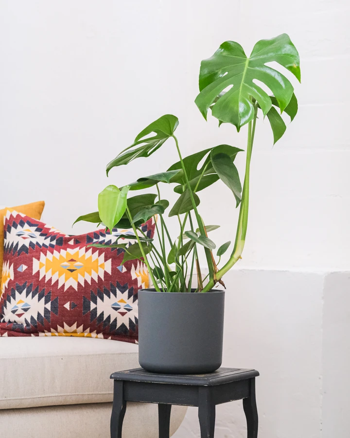 Monstera deliciosa in anthrazitfarbenem Topf auf einem kleinen, schwarzen Tisch vor einem weissen Sofa mit buntem Kissen