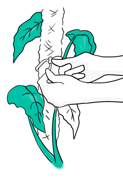 Grafik zum Anbinden der Pflanze an einem Moosstab
