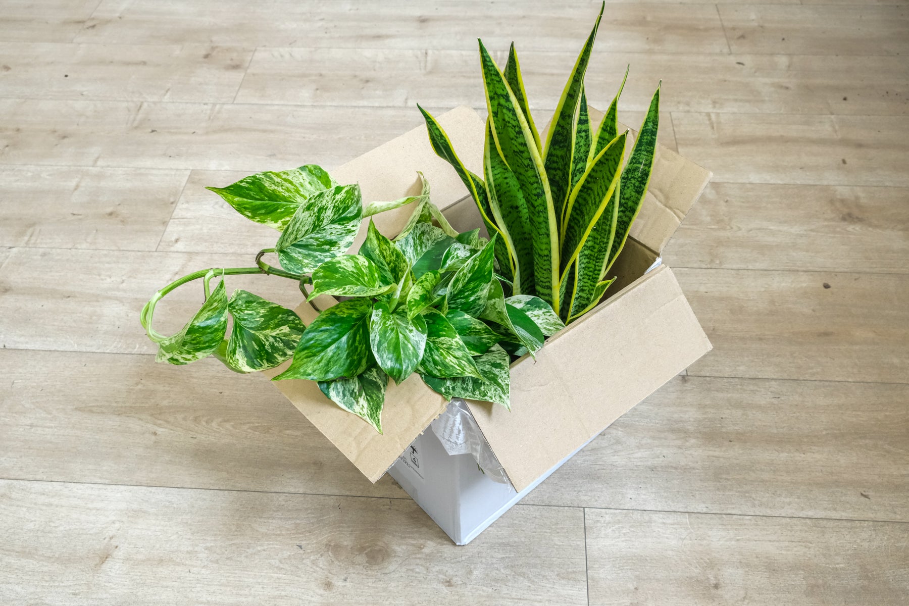 Offener Umzugskarton mit Efeutute und Sansevieria