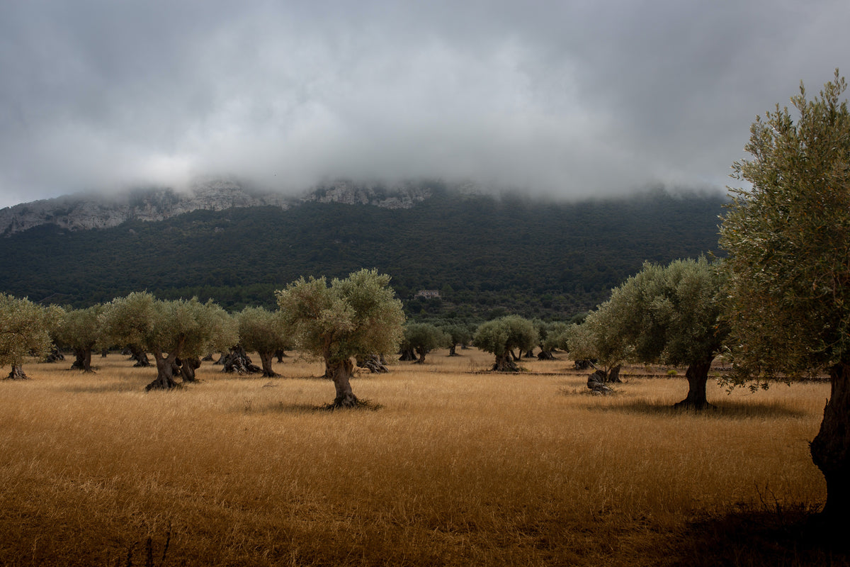 Olivenbäume in einer steppenartigen Landschaft