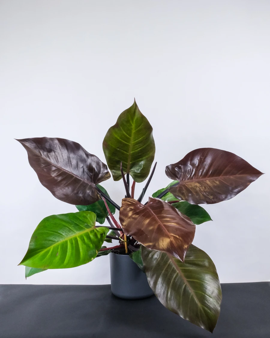 Philodendron Red Cherry in anthrazitfarbenem Topf