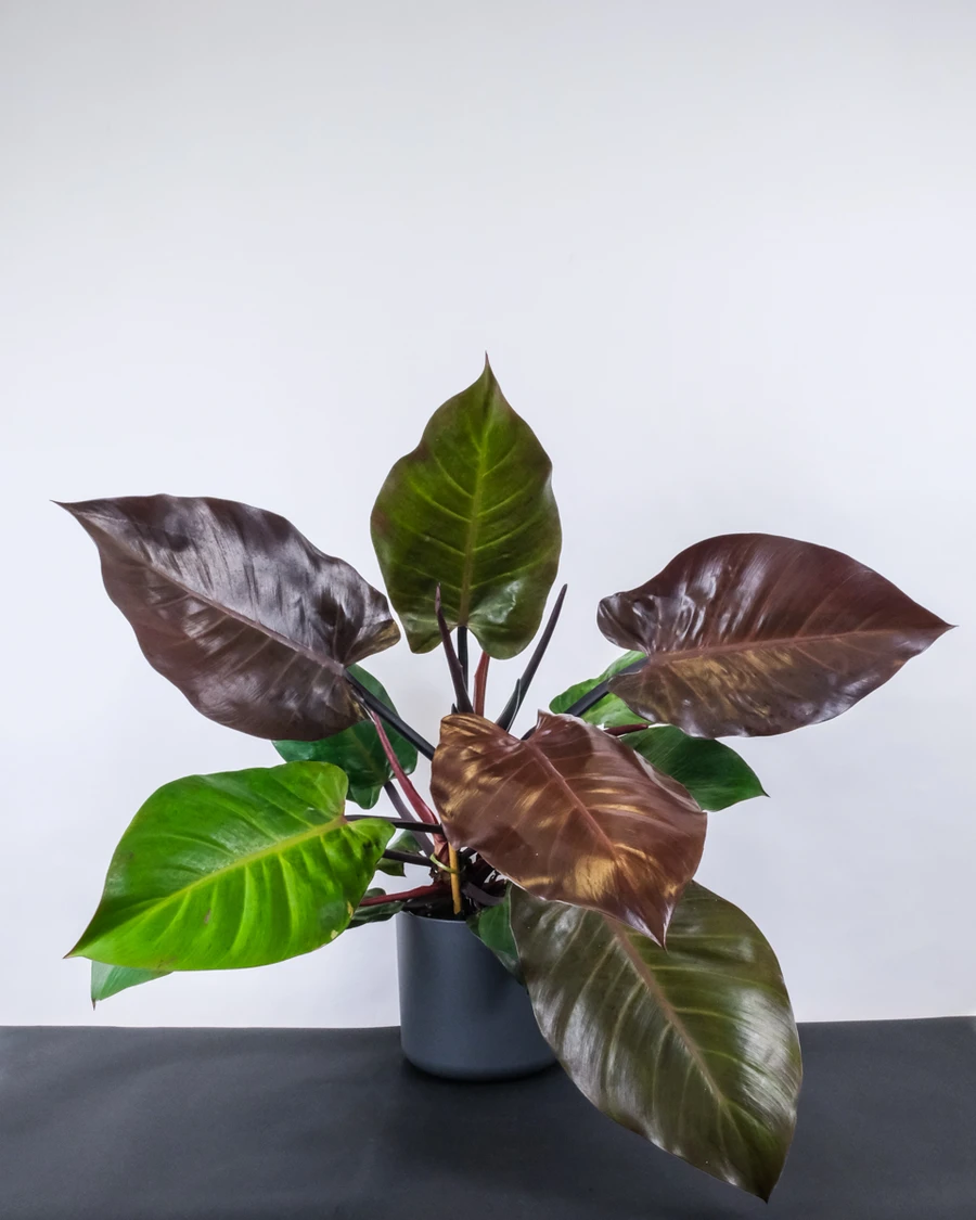 Philodendron Red Cherry mit grossen, burgunderroten Blättern