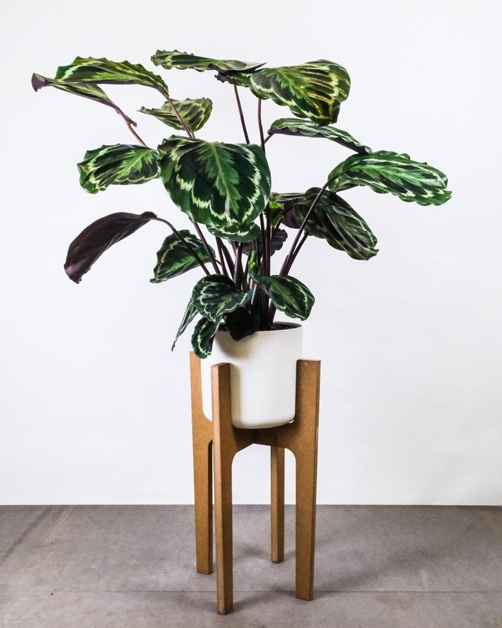 Pflanzenständer aus Holz, darauf eine Calathea Roseopicta in weissem Topf