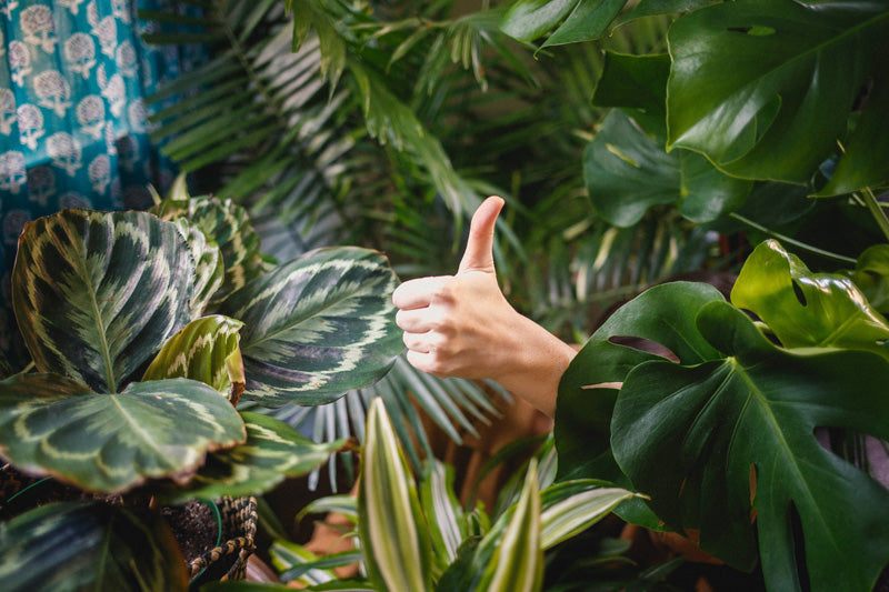 Viele verschiedene Zimmerpflanzen wie eine Monstera, Calathea, Sansevieria und daraus hervorschauend ein hochgereckter Daumen