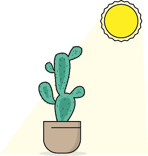 Kaktus an voller Sonne