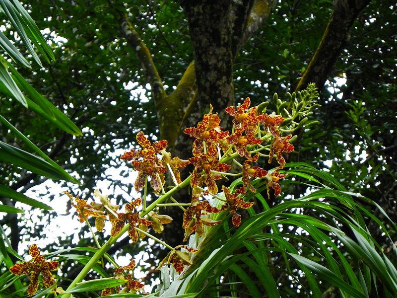 Tiger-Orchidee mit orange-roten Blüten in freier Wildbahn