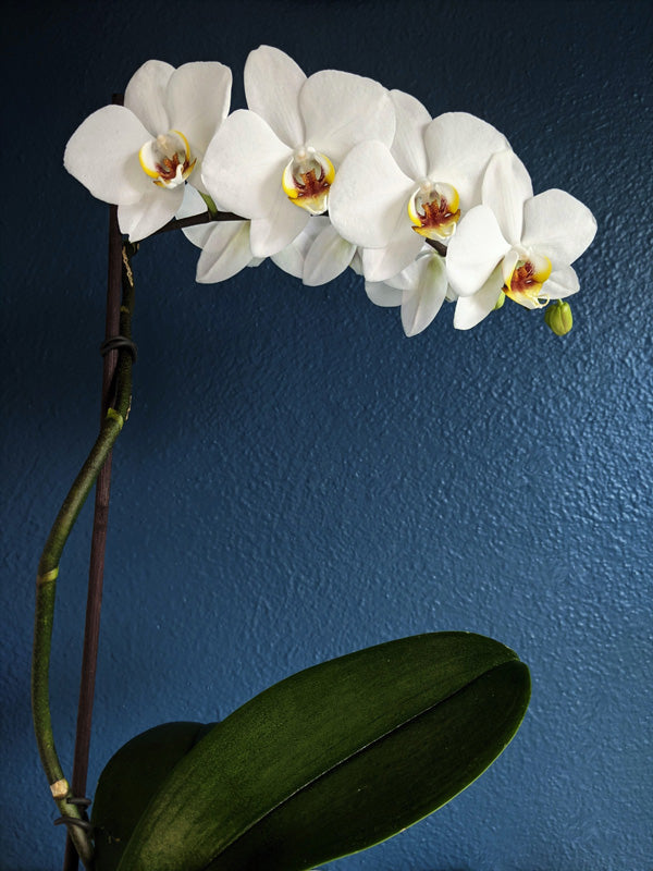 Orchidee mit weissen Blüten und Knospen am grünen Trieb