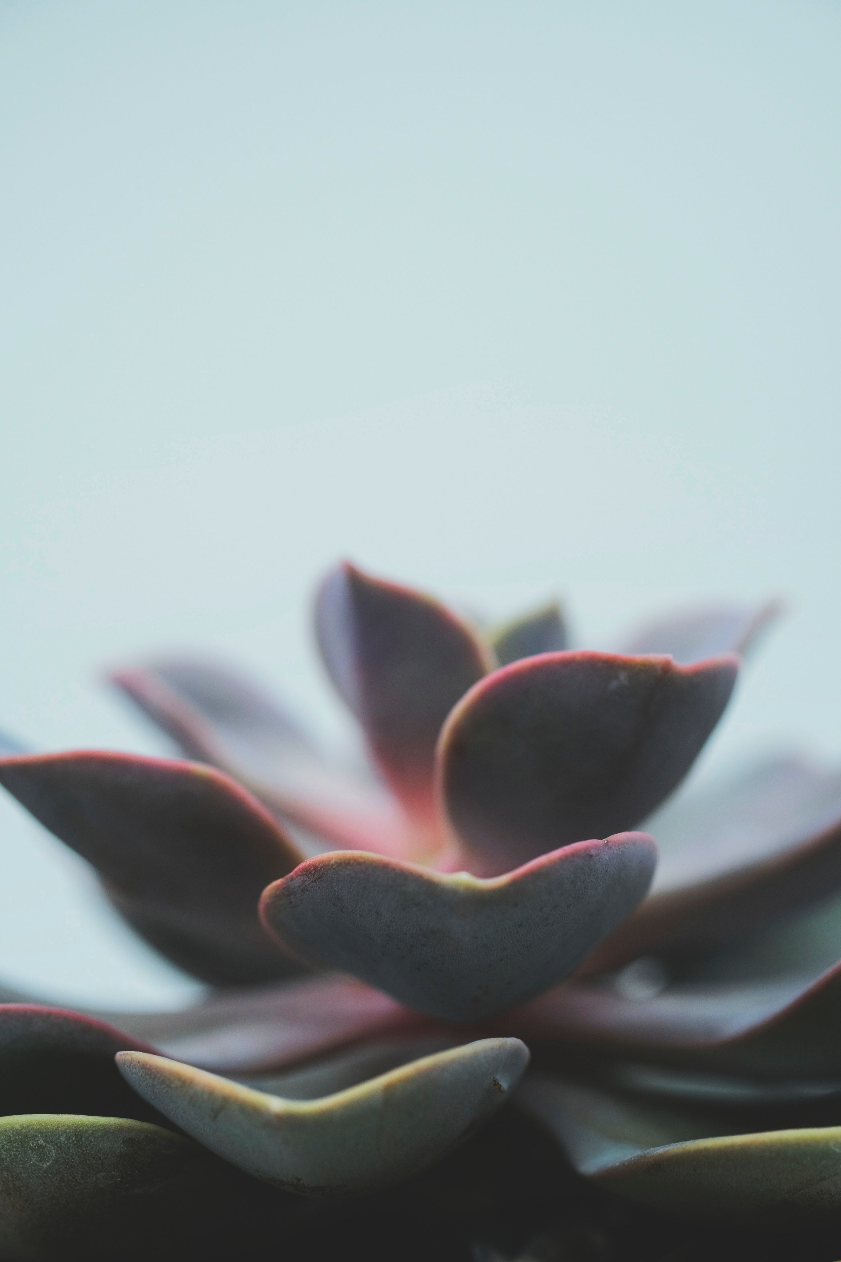 Echeveria