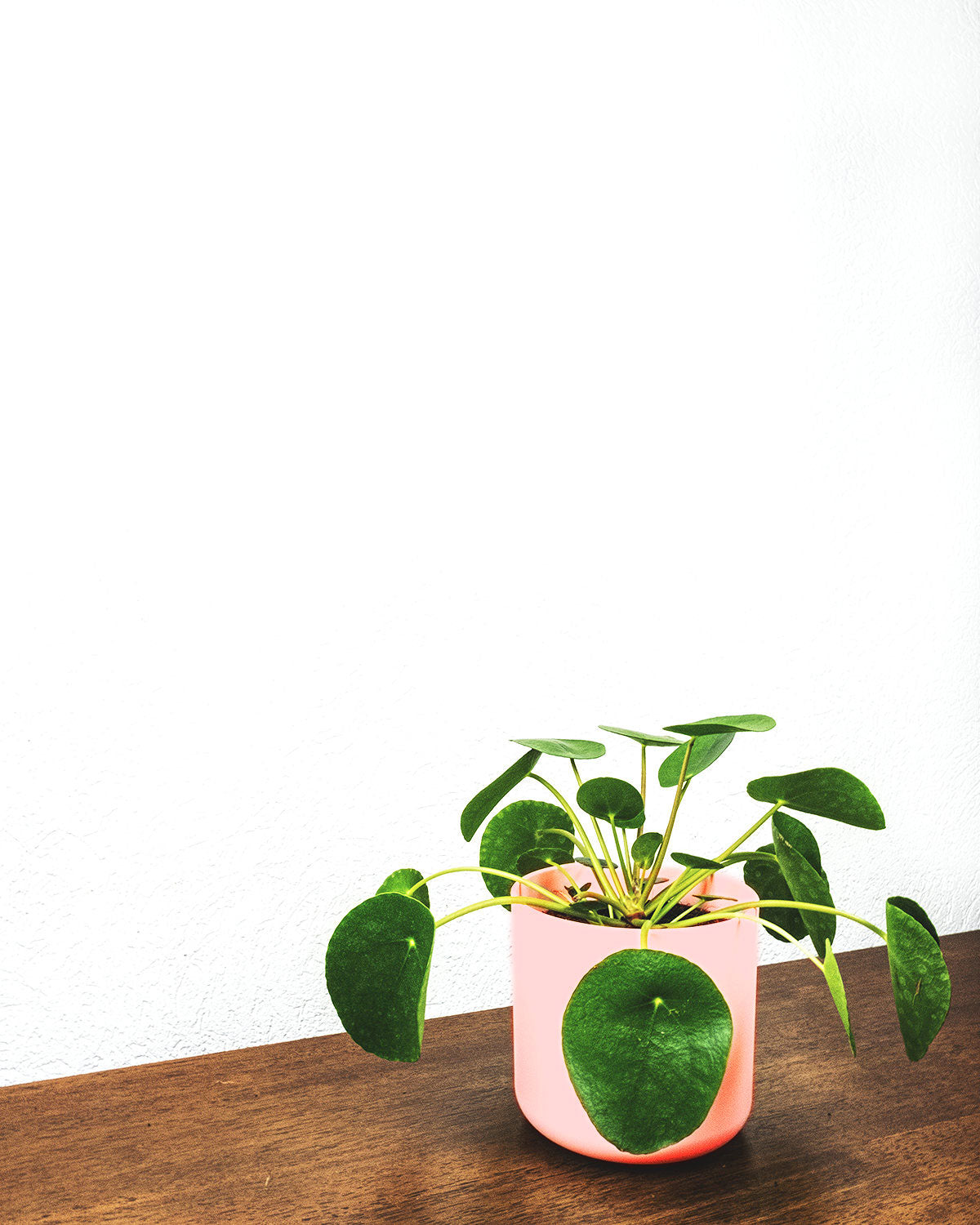 Ufopflanze in pinkem Topf auf braunem Holztisch