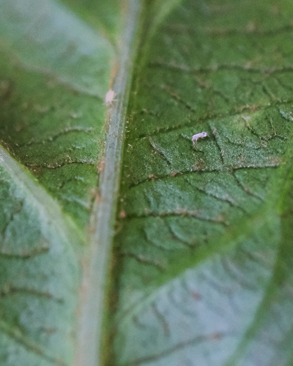 Weisse Fliegen Blatt