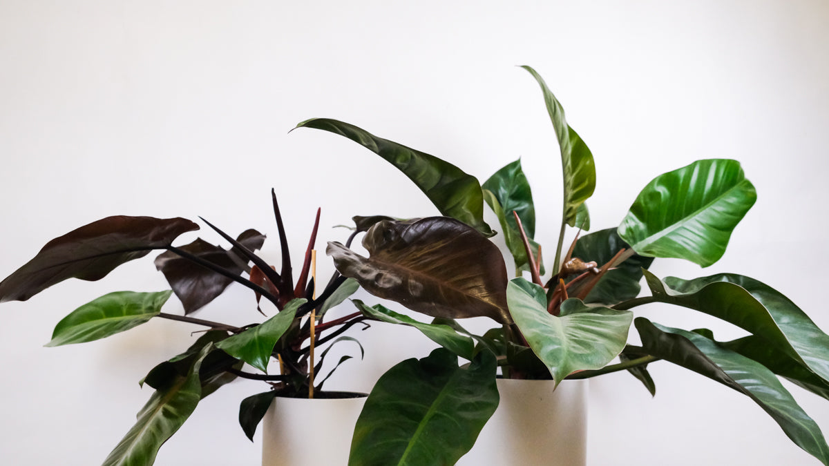 Zwei grossblättrige Philodendron-Arten in weissen Töpfen