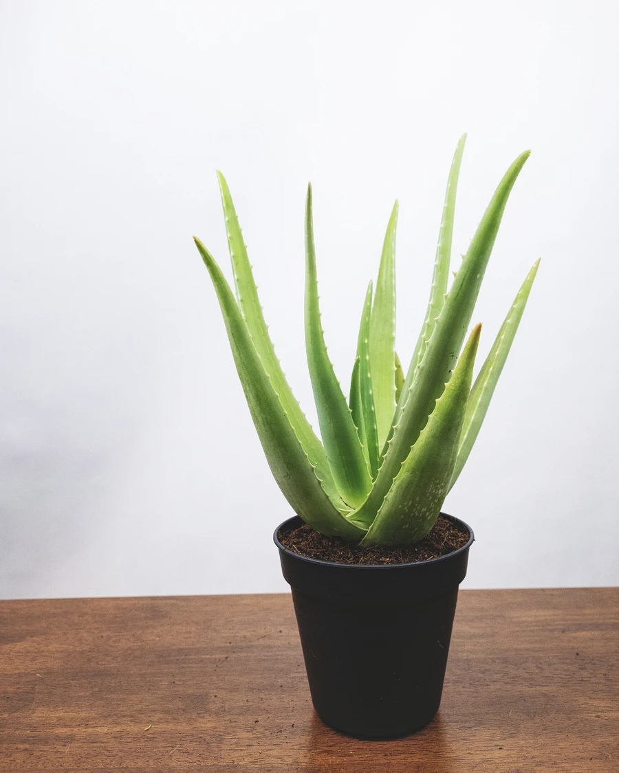 Eine Aloe vera ohne Übertopf